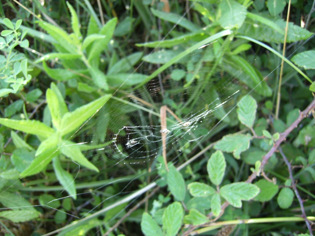 Argiope bruennichi